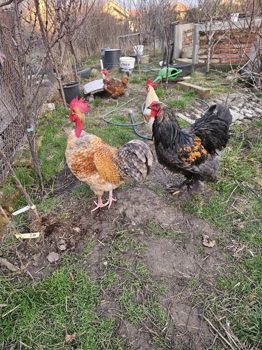 Cocosi sau cocosi: Ameraucana, Leghorn si mixt