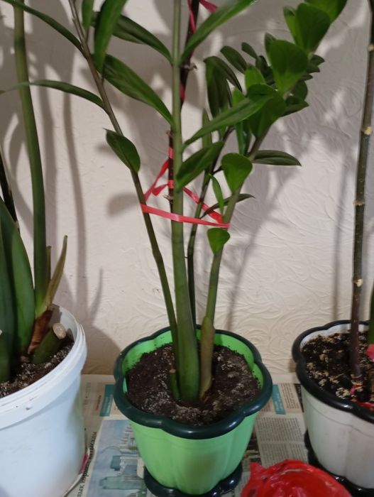 Продам  цветы всё по 5000