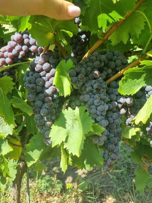 Struguri Tămâioasă Românească, Busuioaca de Bohotin, Aligote