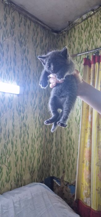 Котята красивые Бесплатно!