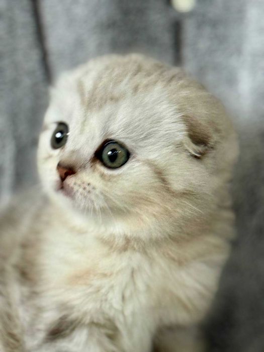 вислоушка девочка