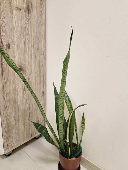 Plantă camera „Limba soacrei” (Sansevieria) in ghiveci ceramic - 77 cm