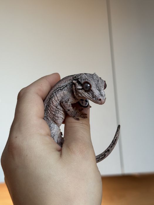 Ушат Гекон / Rhacodactylus auriculatus