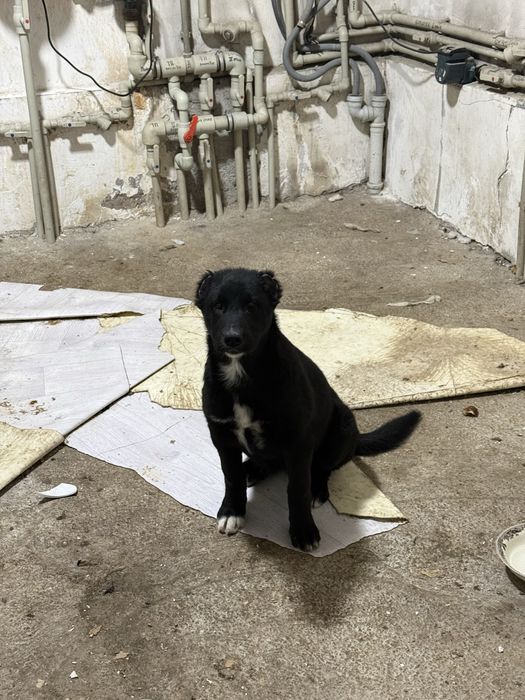 Щенок алабай тобет