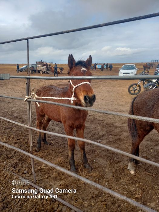 Жабағы лары сатылады