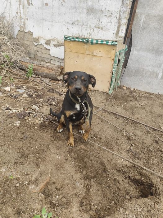 Питбуль девочка срочно