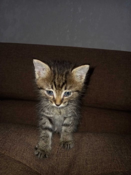 Отдам котёнка (девочка)
