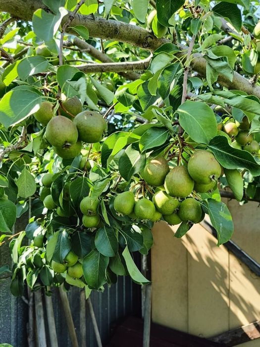 Продам дачу сад Реченька