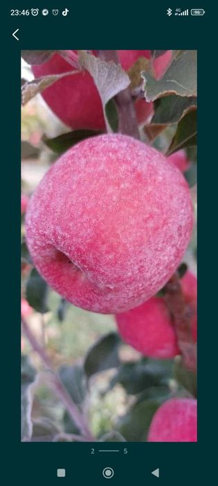 Шредер агро интинсив кучатлар