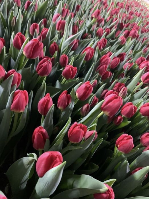 Тюльпаны оптом 8 марта!