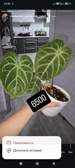 Клеродендрум Шмидта