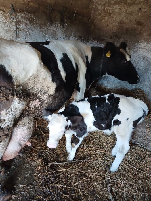 vand vaca la al 6 lea vitel