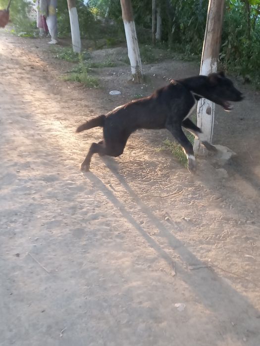 Алабай кучу еркак