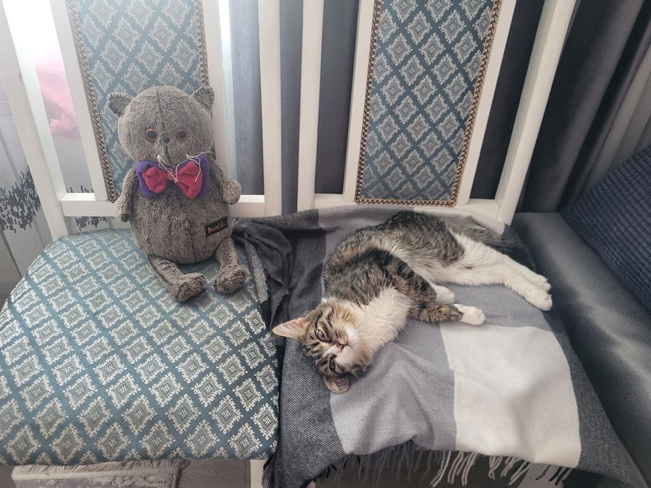 Отдам котенка в добрые руки