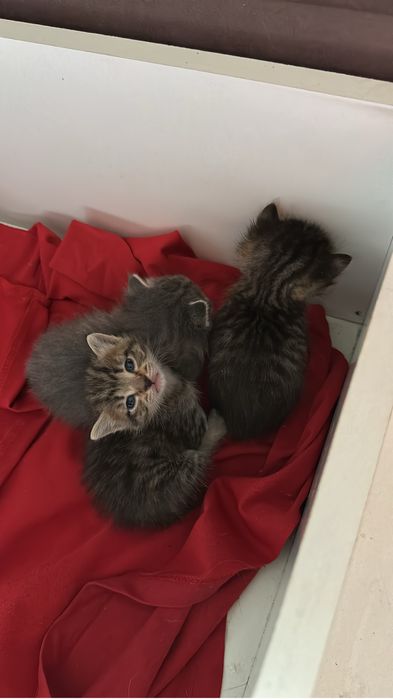 Отдадим котят в добрые руки