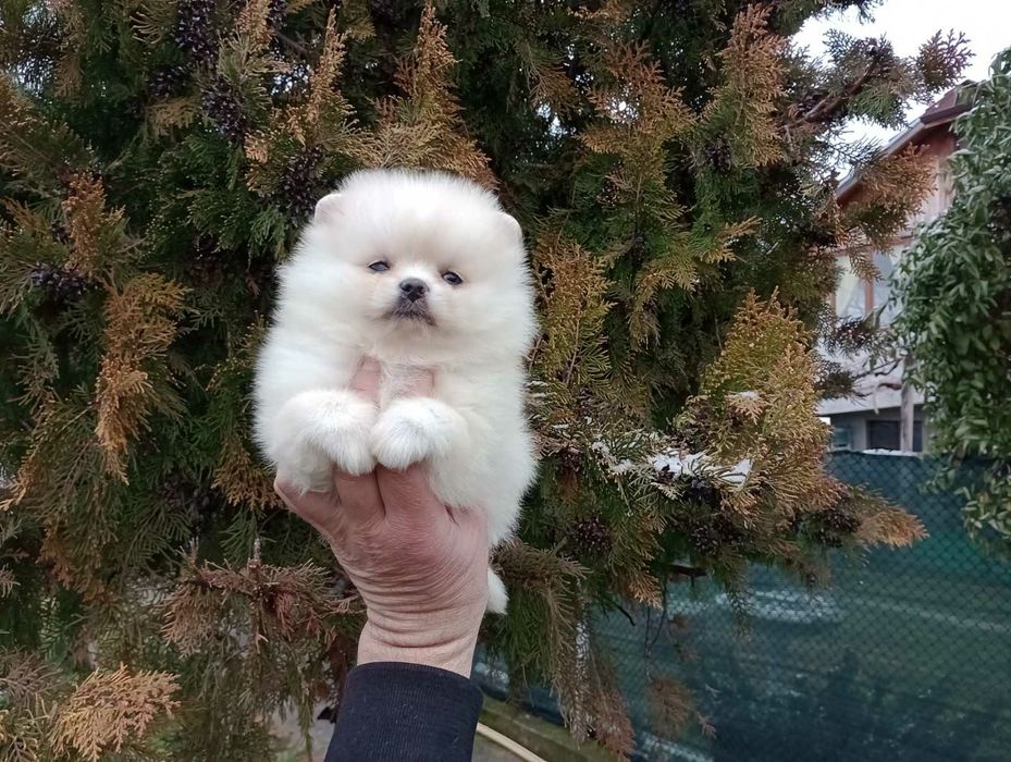 Момиченце! Померан!