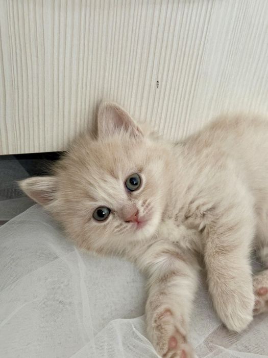 Шотландская девочка