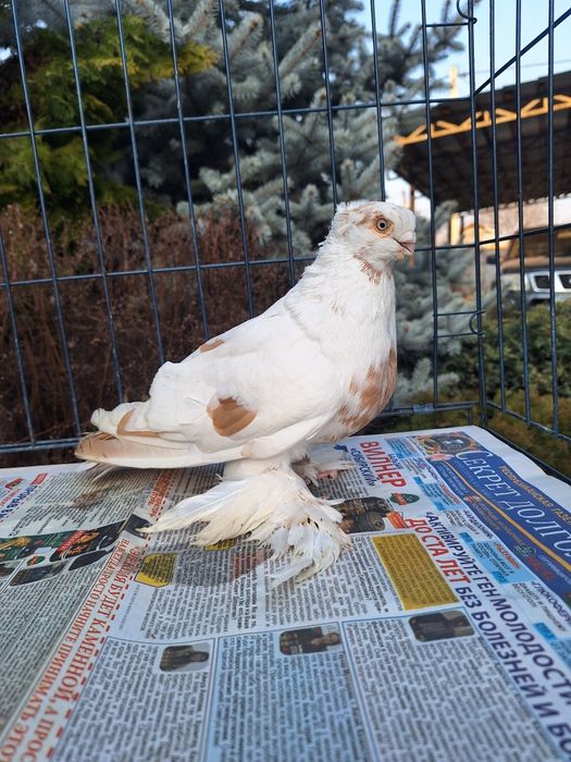 Продам самца 2025 по гульбадамам