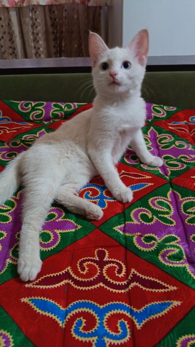 Котенок 6 месяцев