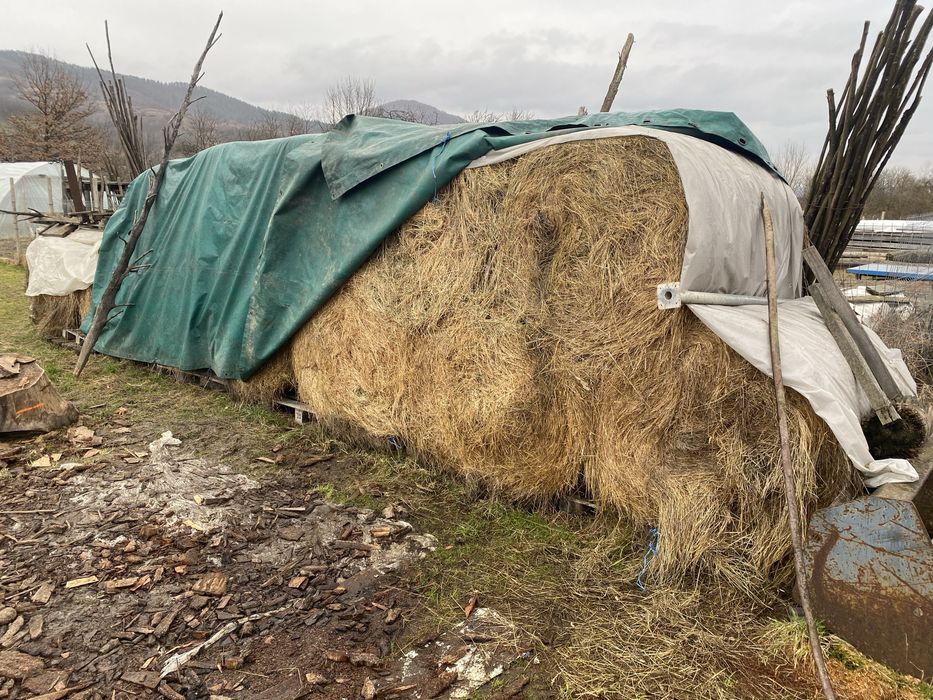 12 bucăți baloți fân ,facut de anul trecut