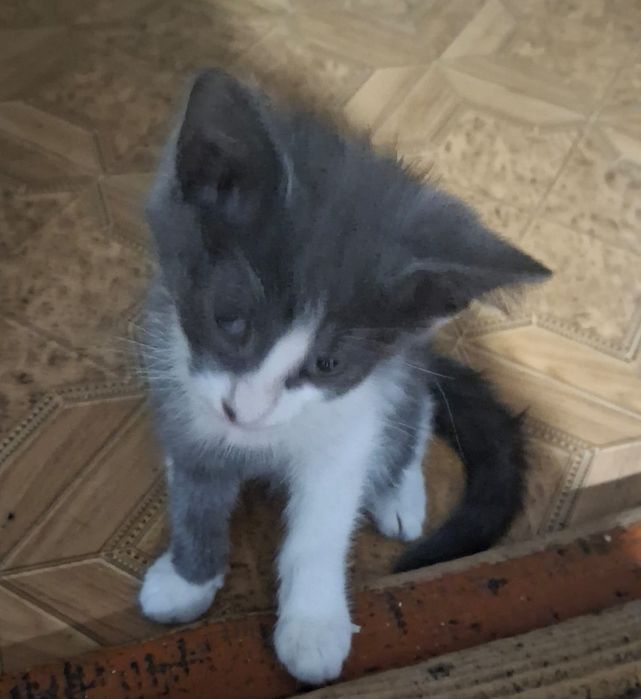 Котята бесплатно