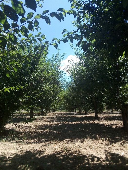 Продава се Земеделски имот в с. Главан, Област Силистра -  кв.м за 1275 €/дка - Снимка #6