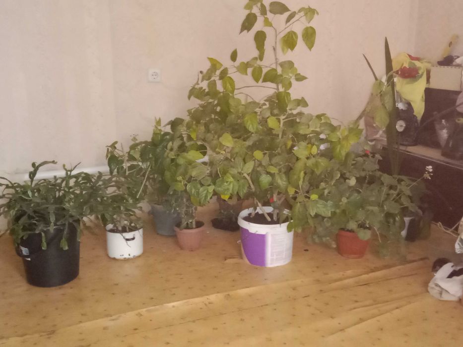 Комнатные растения