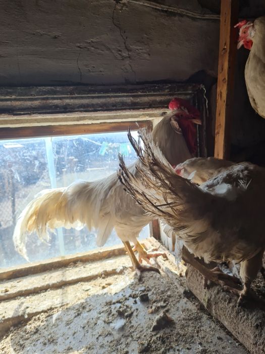 Продам петухов по 4500тг