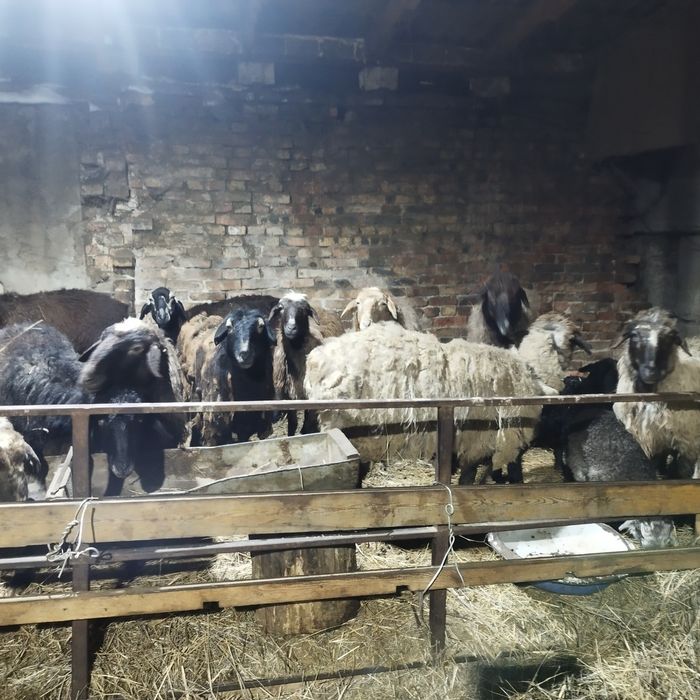 Продам баранов с ягнятами