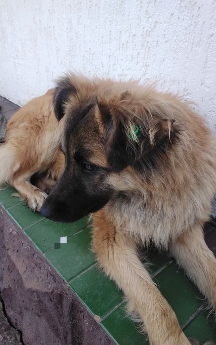 Найденная собака-кобель.