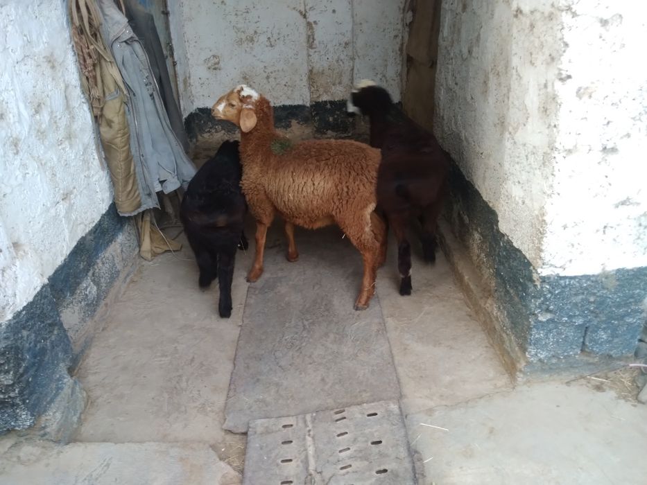 Qo'zi qo'chqorlar sotiladii