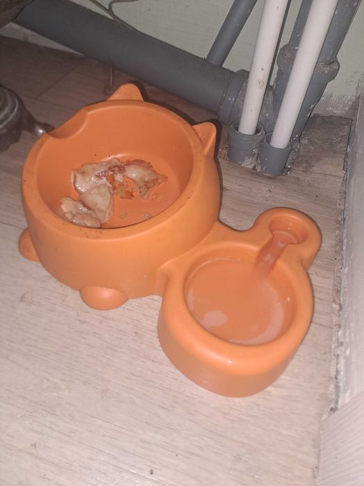 Отдам кота в добрые руки