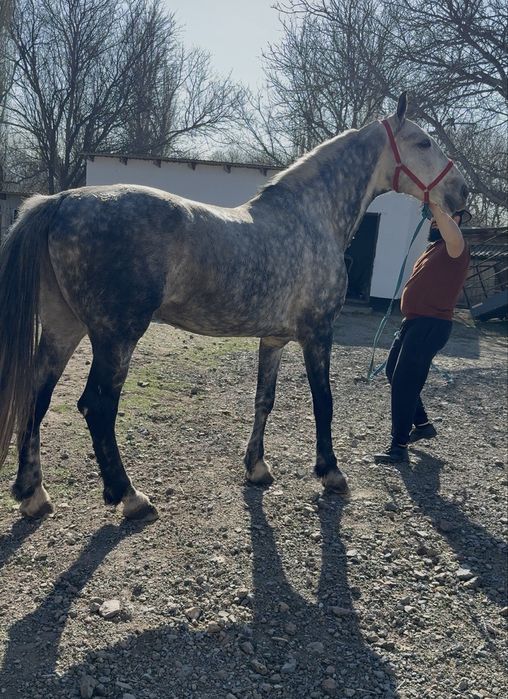 Продам Орловских Рысаков