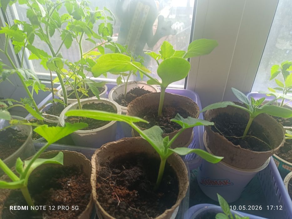 Рассада тыквы продам