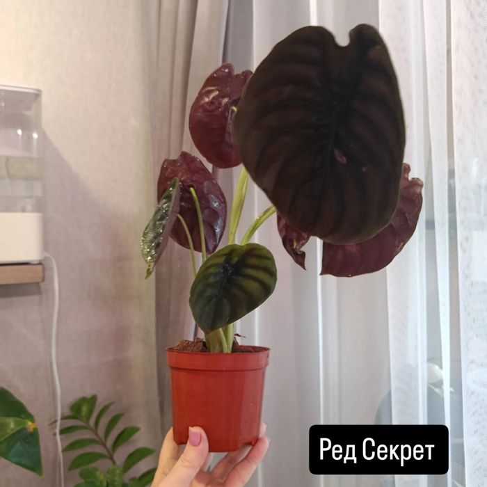 Продам комнатные цветы