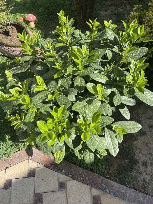 Лавровишня (Новида)
Италия оригинал.
Баландлиги-80см.
Эни-85см.
Нархи-