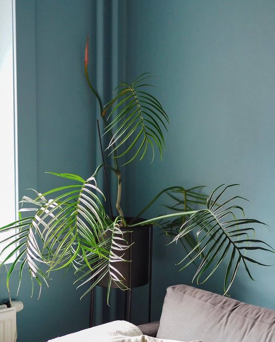 Филодендрон тортум