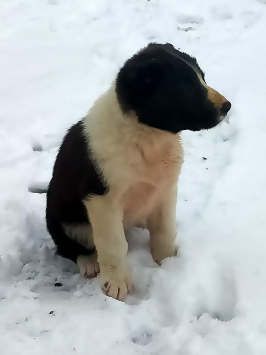 Төбет күшіктер сатылады