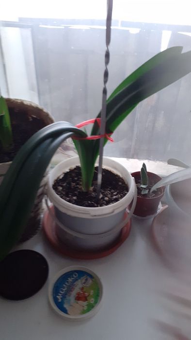 Продам срочно от 1000