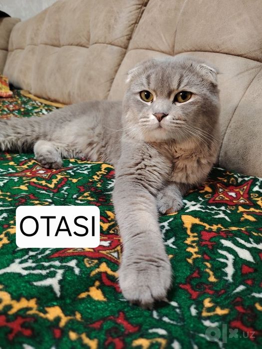 Britanskiy Mishuk sotiladi