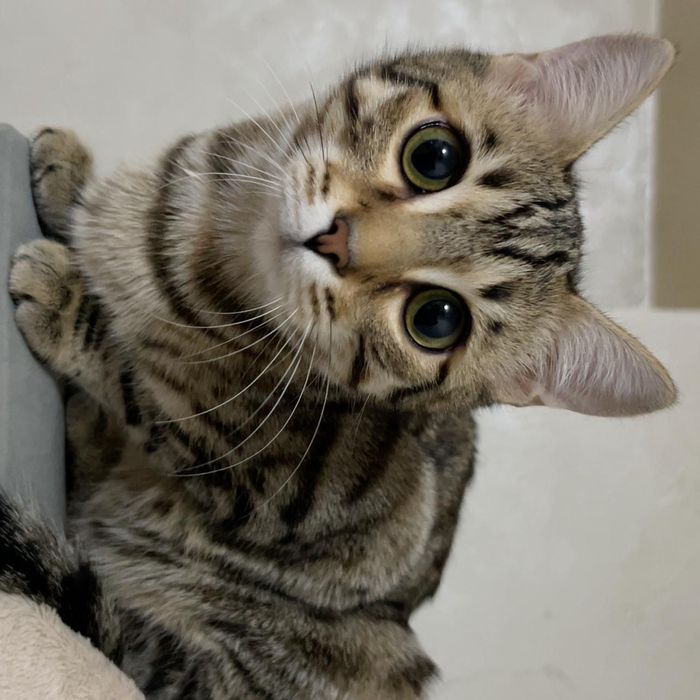 Кошки в хорошие , любящие руки .