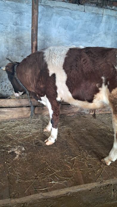 Продам быка двух годовалый