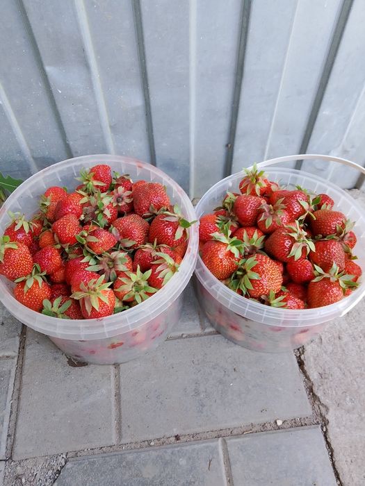 Продам Дачную клубнику