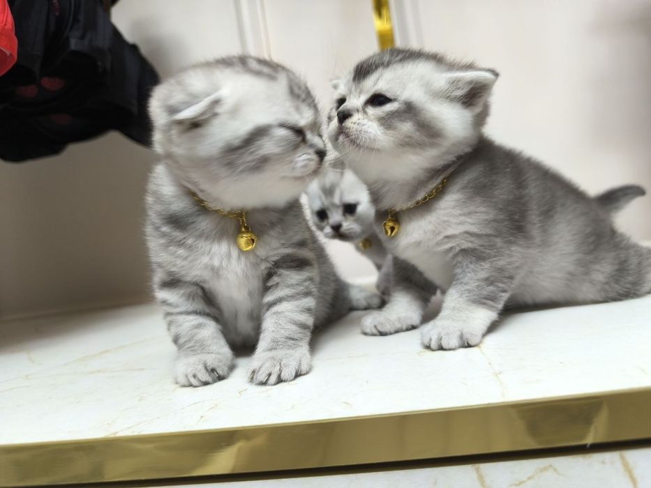 Shinshilla fold serebirstaya 100% tugri vyazka