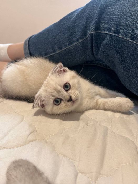 Шотландска клепоуха котка - мъжка