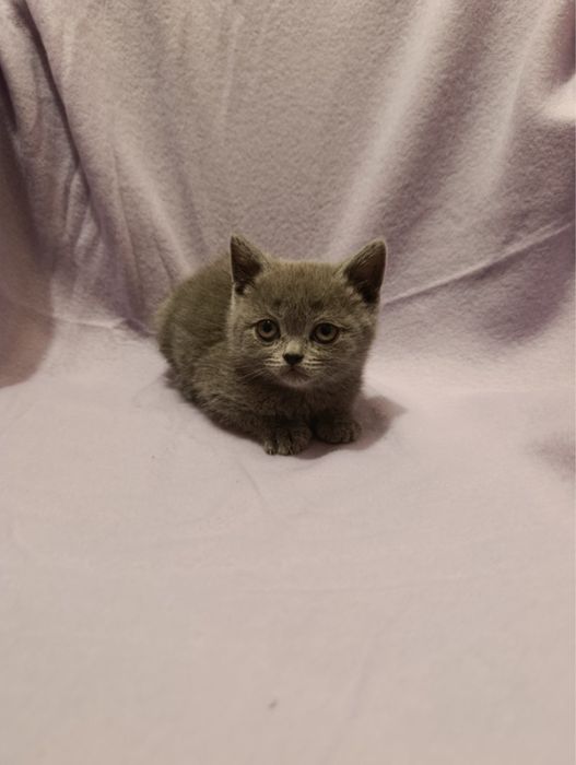 Британско коте