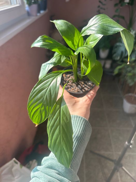 Стайни растения (фитония, кактуси, хлорофитум, спатифилум и др.)