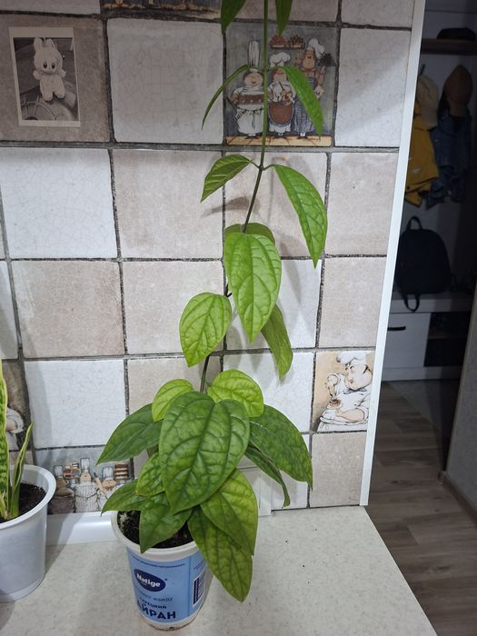 Продам комнатные цветы