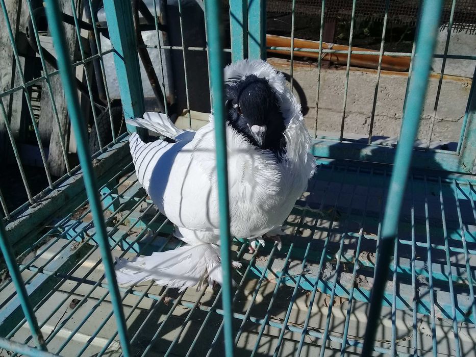 продам голубя монаха