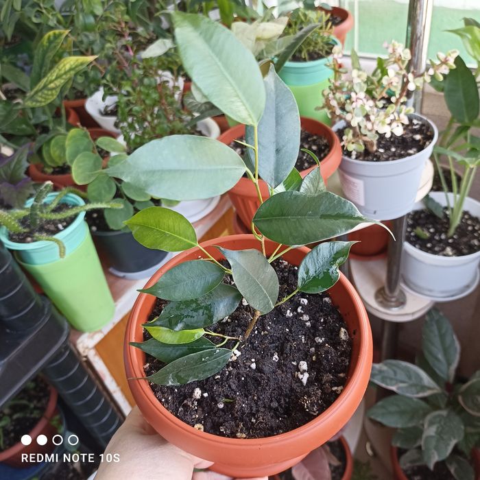 Продам комнатные растения